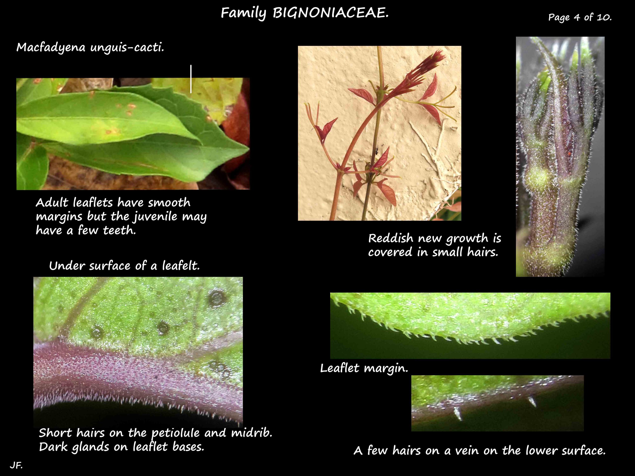 4 Macfadyena leaf glands & hairs